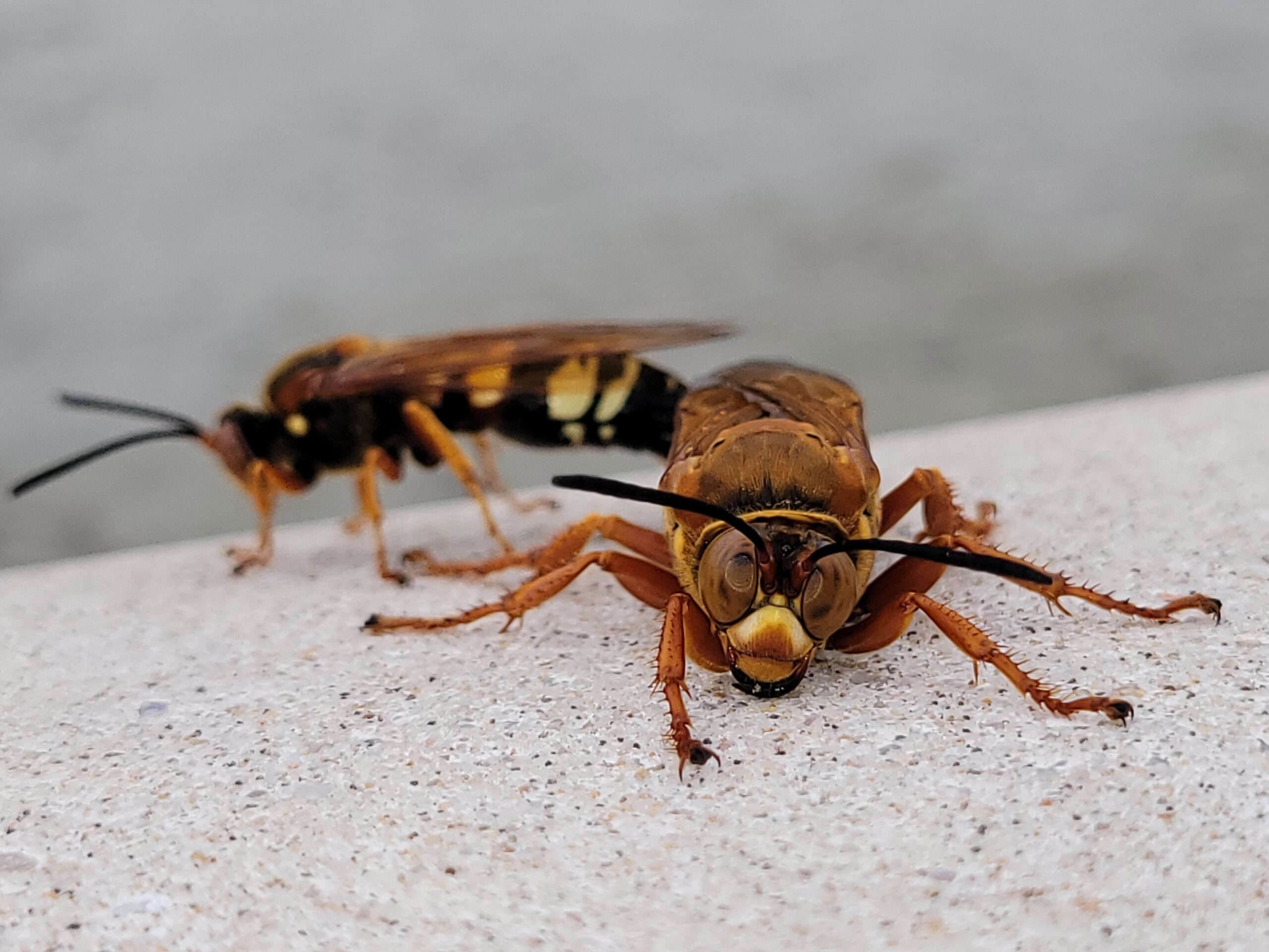 A pair of eastern cicada killer wasps sitting on a rock wall. One is facing the camera and the other is perpendicular behind it facing the left. 