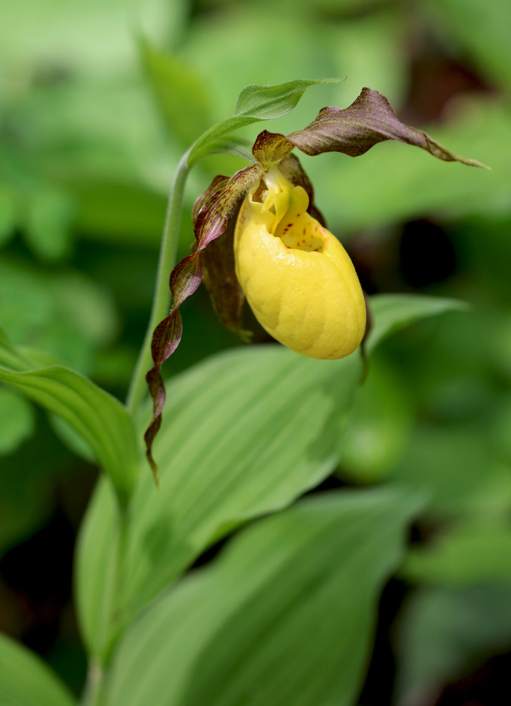 A yellow lady slipper orchid in bloom with a bright yellow flower pointed to the right of the screen
