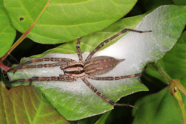 Grass spider with front legs folded forward and back legs splayed out. It is resting on a thick piece of web made inside of a green leaf.