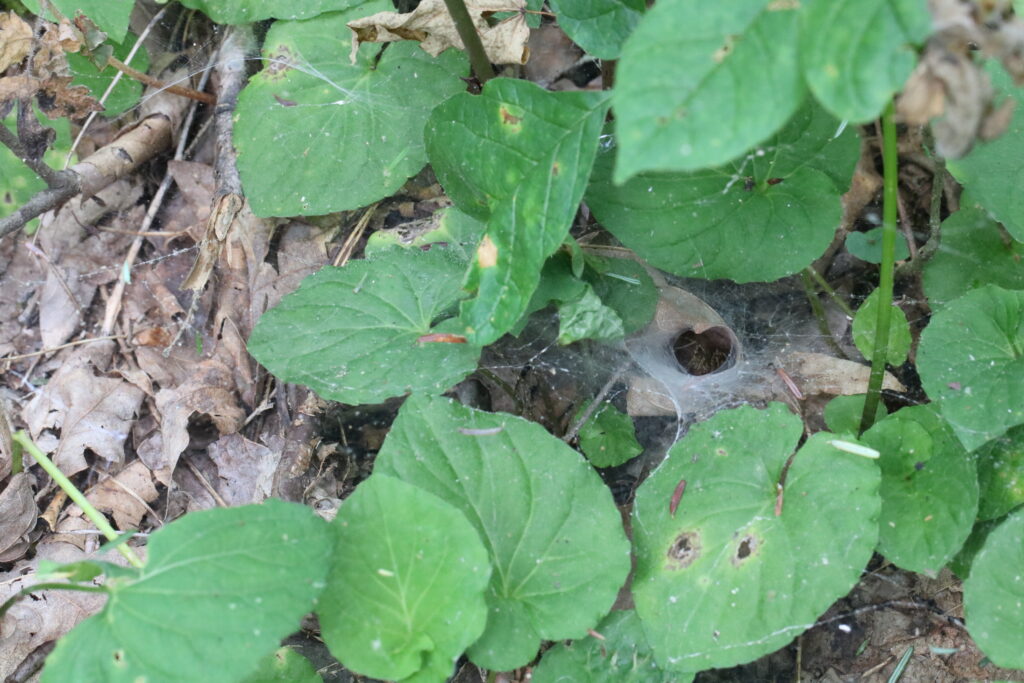 In a group of violet leaves, a funnel web can be seen in the center right of the screen with a spider in the funnel. 