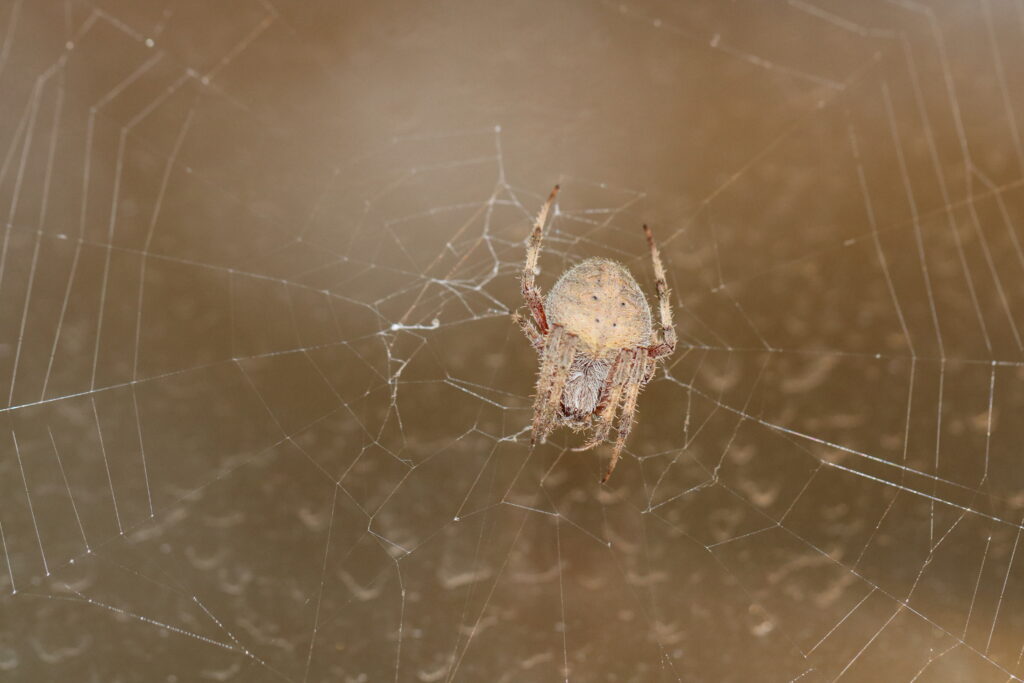 Barn spider in center of photo sitting in a web with its front legs folded by its head. 