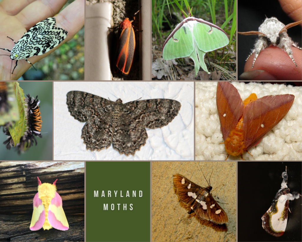 How to Host a #MothParty – Kerry Wixted