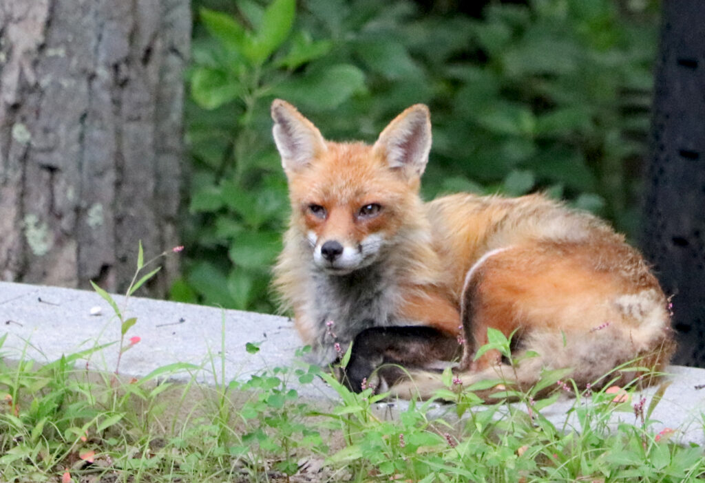 A young red fox rests on a concrete slab, looking off to the left. There are weeds in front of it. 