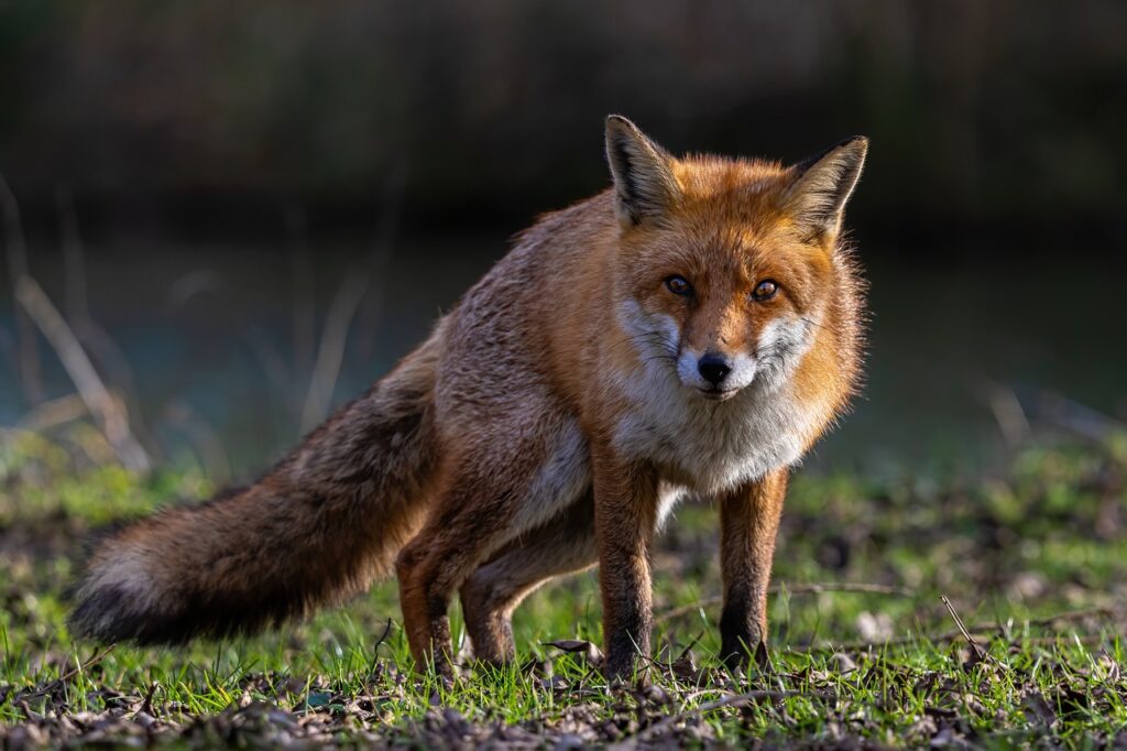 Red fox looking at the camera in a slightly crouched position. It is standing in short, green grass with water blurred in the background. 