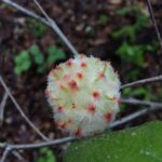 A wooly white gall with pink spots on an oak.