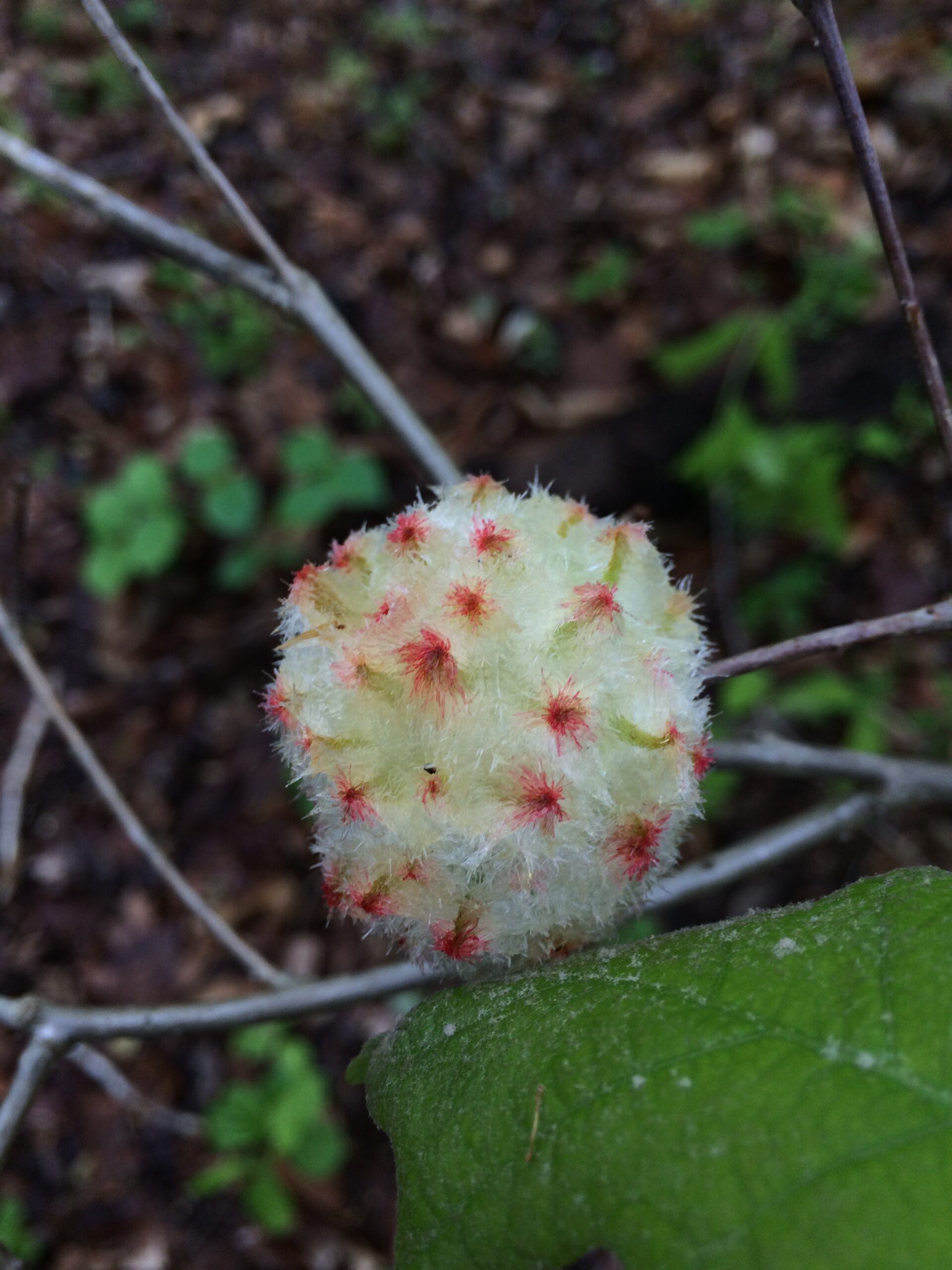 A wooly white gall with pink spots on an oak.