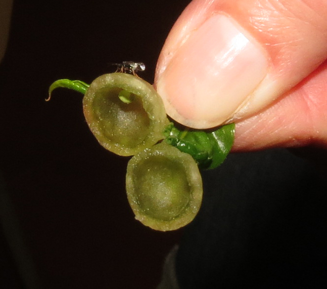 A tiny wasp sits on a gall that has been split in half. Two fingers hold the gall. 