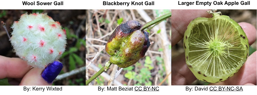 Three galls in line. The gall on the left is fuzzy and white with pink spots. The gall in the center is green and blob-like on a stem. he gall on the right is a green ball with wispy hairs connecting to the center. It is cut open. 