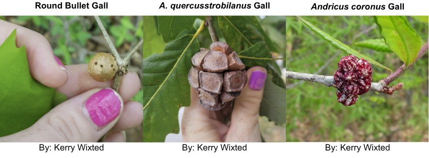 Three galls pictured in a line. The gall on the left is small, rounded and brown on a stem. The gall in the center has angular blocks forming a circle around the stem. The gall cluster on the right has maroon stripes going down the sides. 