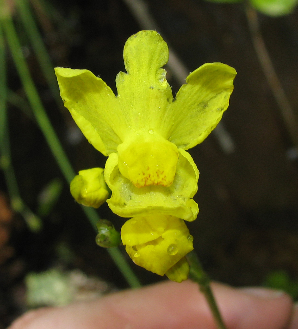 Yellow flower